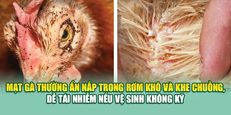 Các Bệnh Thường Gặp Ở Gà – Nguyên Nhân và Cách Phòng Trị 2 Mạt gà thường ẩn nấp trong rơm khô và khe chuồng, dễ tái nhiễm nếu vệ sinh không kỹ