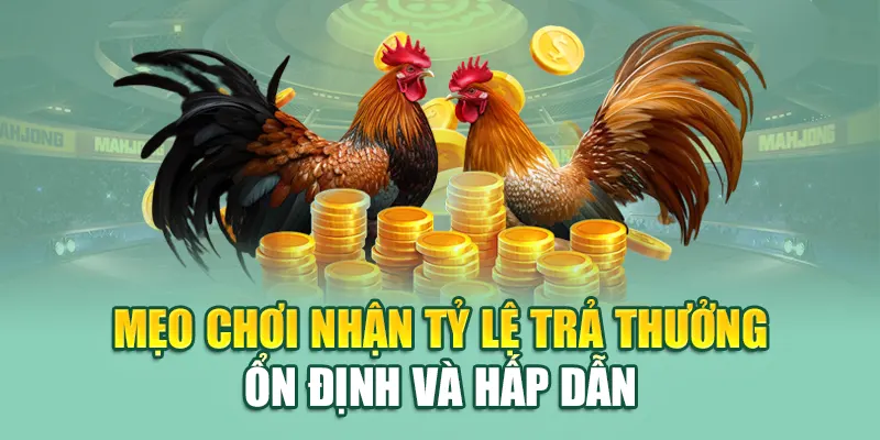 Đá Gà Thomo 79king Gay Cấn Từng Pha Ra Đòn Hấp Dẫn 3 Mẹo chơi nhận tỷ lệ trả thưởng ổn định và hấp dẫn